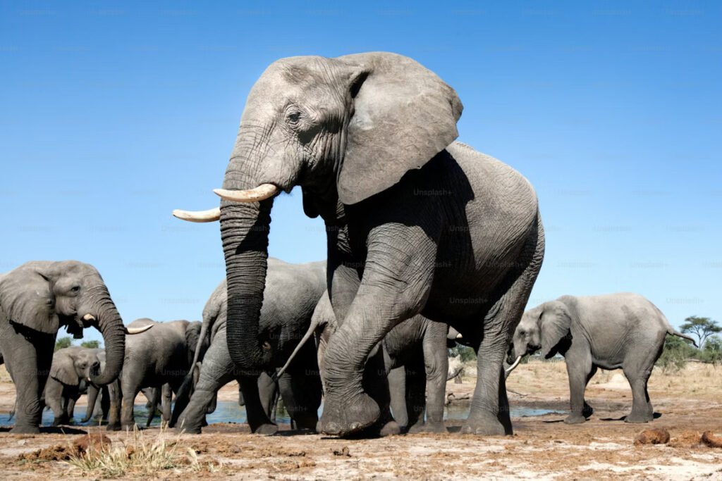 These are African bush elephants (Loxodonta africana), the largest land animals on Earth
