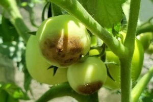 Blossom end rot on green tomatoes