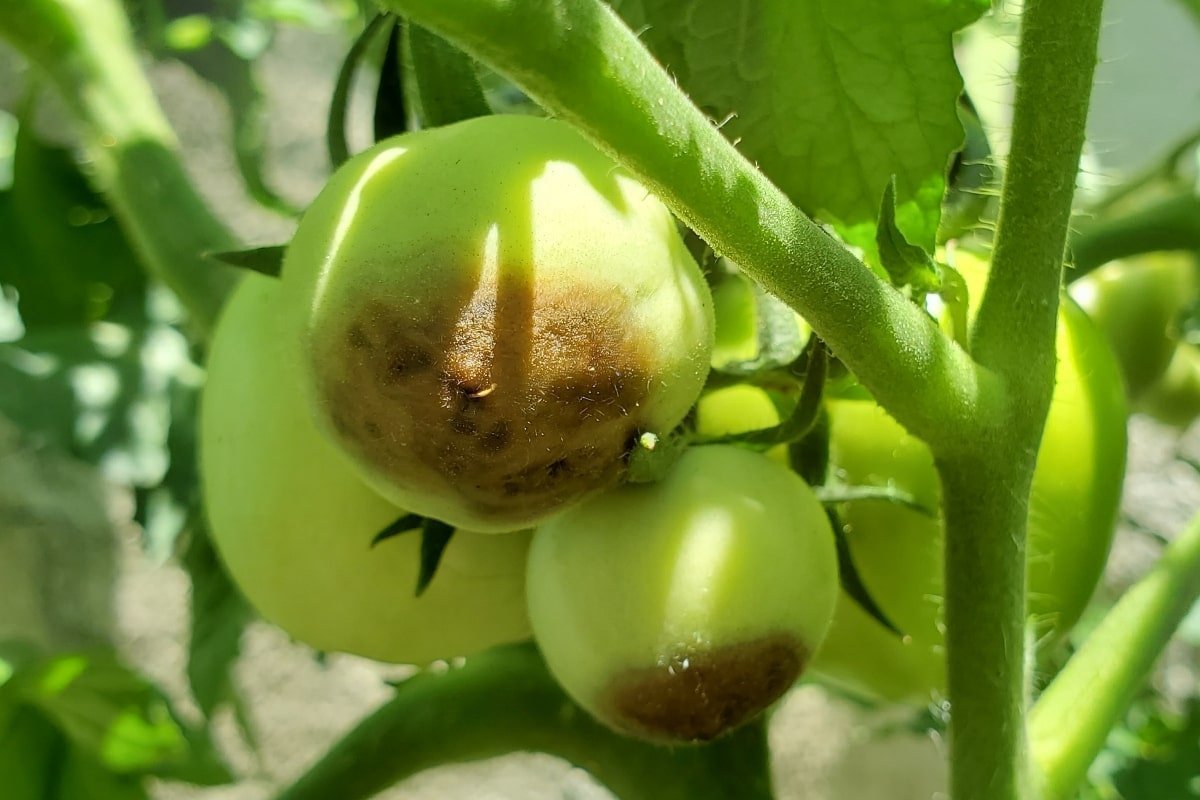 Blossom end rot on green tomatoes